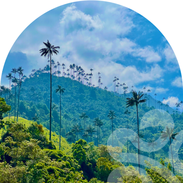 cocora, salento, filandia