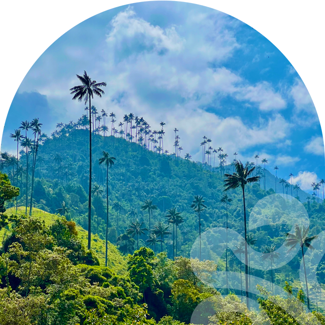 cocora, salento, filandia